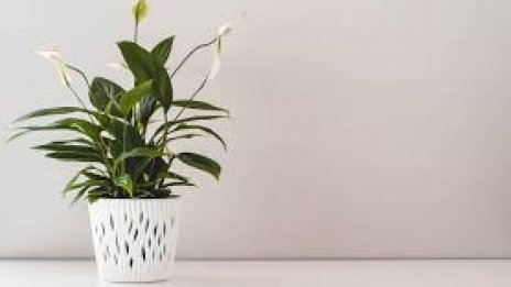 Арестуваха турист, откраднал цвете със саксия от курорт край Варна