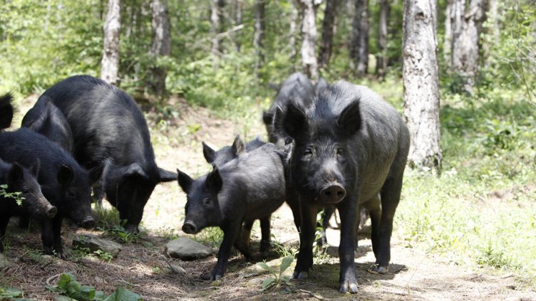 Четири ползи за здравето от месото и сланината на Източнобалканската свиня