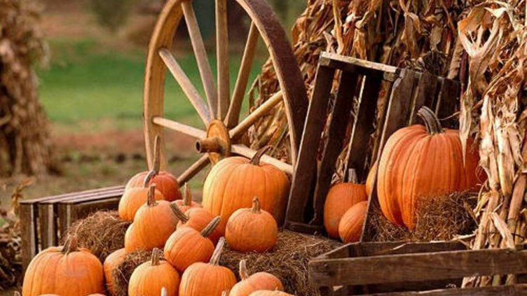 България произвежда най-много тикви в ЕС