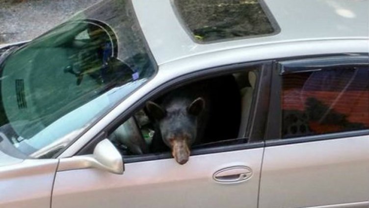 Мечка подкара автомобил и катастрофира