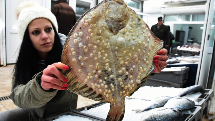 Замразеният калкан е най-евтин. Снимка Пламен Гутинов