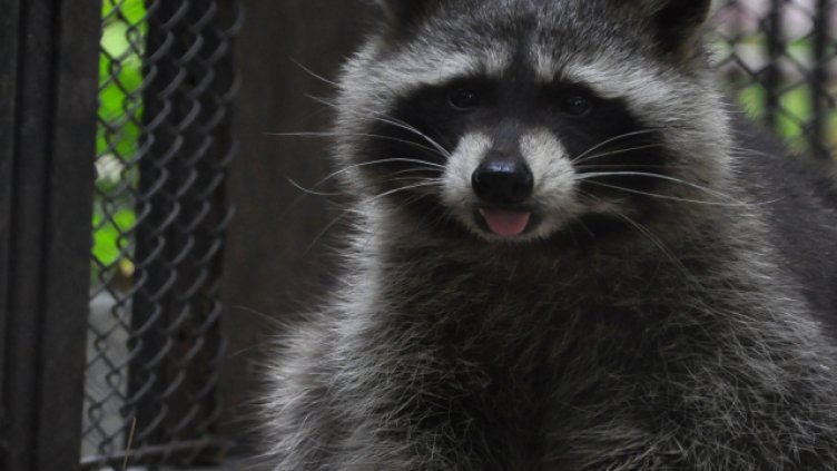 Бебета еноти са сред най-новите обитатели на варненския зоопарк. Снимка Пламен Гутинов