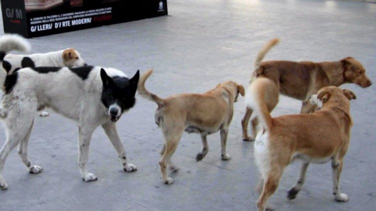 Примамки с антифриз тровят кучета в "Младост" в София