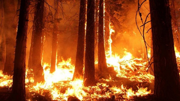 Горски пожар на Гран Канария, евакуирани са няколко града