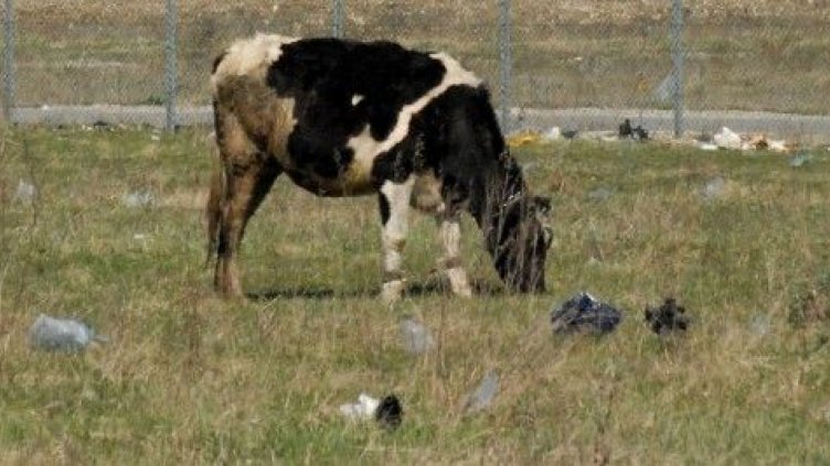 Откриха трупове на умрели телета в река край Шумен