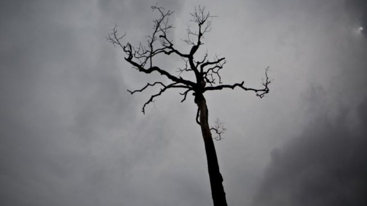 Бразилия няма средства да гаси Амазония