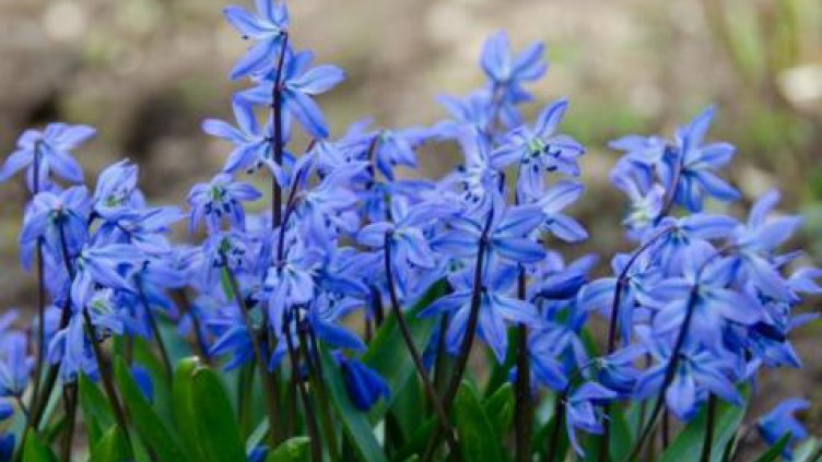 Не берете синчец, снежно кокиче и пролетна циклама