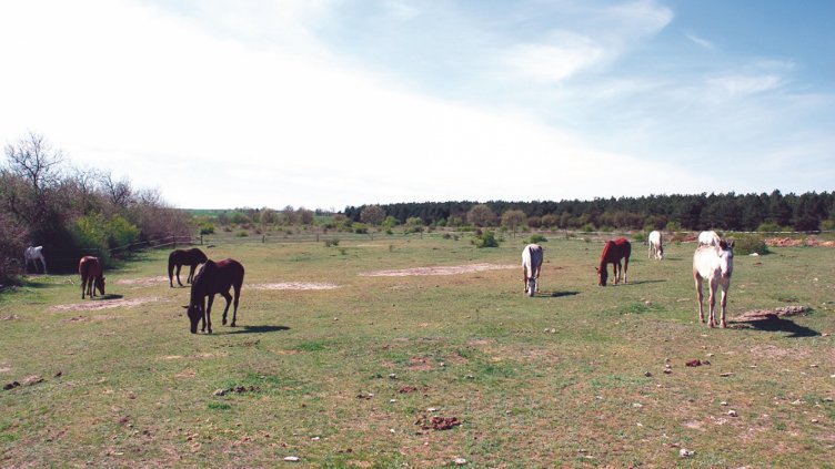 За конете, хората и хармонията