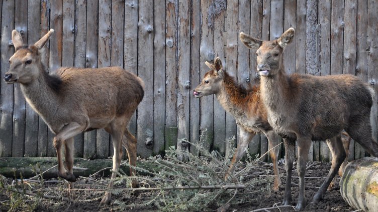 Зоопаркът чака още благодетели с елхички за храна на животните