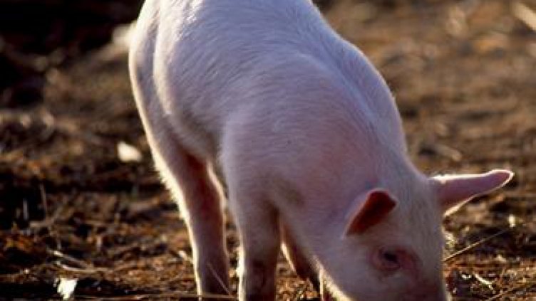 Домашно прасе зарази варненско семейство с трихинелоза