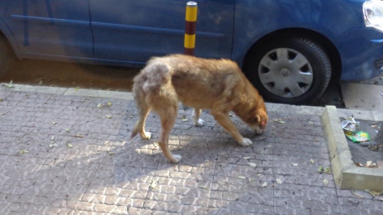 Бързодействаща отрова мори кучета в Борисовата градина