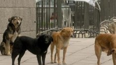 6 кучета убити по пътя за  връх "Перелик"