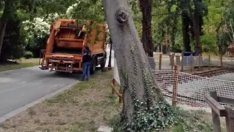 Режат опасно дърво във Варна