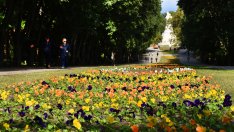 Засаждат над 118 хил. цветя в Морската градина (СНИМКИ)