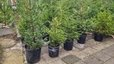 Във Варна украинците купуват повече живи елхи от българите