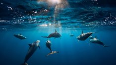 Пак изследват делфините в Черно море 