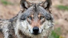 Гладни вълци тормозят цяло село 