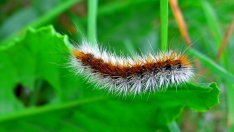 Гъсеница, отглеждана за стръв, ще изяжда пластмасовите отпадъци
