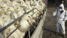 Агенцията по храните откри ново огнище на птичи грип