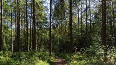 Засаждат 357 декара нови гори в Добричко през 2023 г.