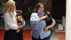 Община Варна е с отворени врати за четириногите от Приюта за кучета в Каменар