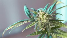 Съдят мъж от Варна, отлеждал марихуана и имал над 5 кг материал, готов за продажба 