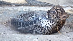 Бебето-леопард Виктория е най-новата звезда във варненския зоопарк