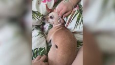 Жестокост: Жена откри кучето си обесено