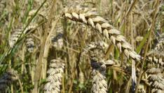 В Добруджа: Добивите от царевица и пшеница са повече от 2/3 по-ниски