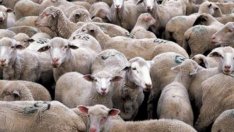 Откриха огнище на антракс в разградско село