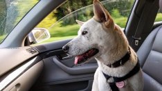 Германски град ще премахва нечистотиите след кучетата с ДНК тестове