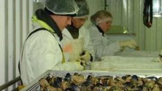 Мидите пак изчезнаха от Черно море