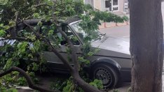 Дърво премаза ретро кабрио в центъра на Варна (СНИМКИ)