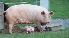 3 вида животни ще помогнат за лекарство срещу COVID-19