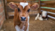 Закопчаха мъж за побой над теле