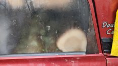 Хванаха бракониери с близо 25 куб. дърва край Варна