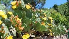 В Мексико произвеждат биогориво от кактуси