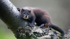 В Дания ще ликвидират всички норки заради мутация на COVID-19