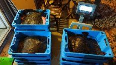 Деликатес: Дариха 105 кг калкан на нуждаещи се