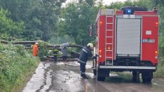 Паднали дървета и пороен дъжд в Девня