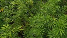 Разкриха плантация за марихуана край Варна