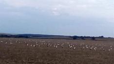 Масов мор на щъркели край Варна