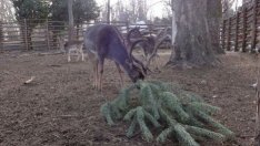 Зоокътът във Варна очаква живи елхички от гражданите след празниците