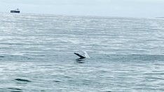 Унищожиха дрон, открит в морето край Варна