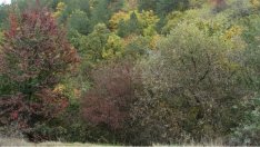 Държавата ще изкупува частни гори по нов регламент