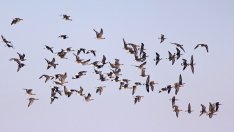 Енергото вложи 1,15 млн. лева в птицезащитни устройства за 4 г.