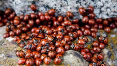 Нашествие от калинки във Варна