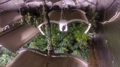 Съдят варненец, спипан с 21 растения марихуана в дома си