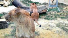 Лъвчетата вече имат ново местообитание в зоопарка във Варна