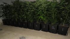 Арестуваха варненец с наркооранжерия в Шабла